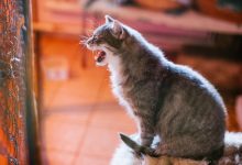 Photo of Добрые питомцы в приюте