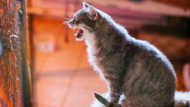 Photo of Добрые питомцы в приюте