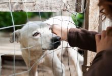 Photo of Благодарные питомцы из приюта