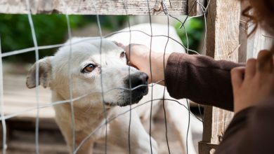 Photo of Благодарные питомцы из приюта