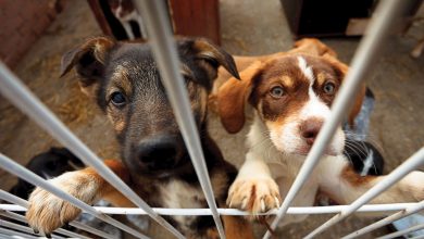 Photo of Веселые животные в приюте