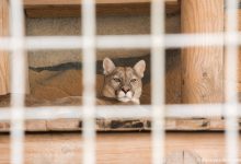 Photo of Счастливые животные в зоопарке