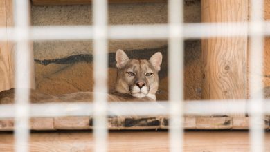 Photo of Счастливые животные в зоопарке