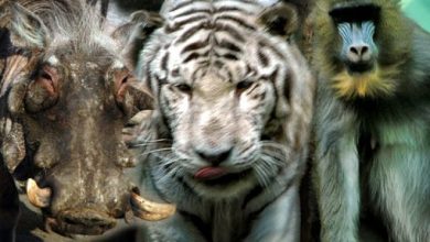 Photo of Веселые животные в зоопарке