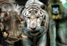 Photo of Удивительные животные в зоопарке