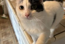 Photo of Дружелюбные звери из приюта