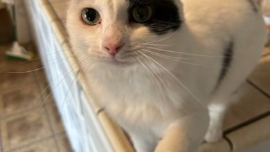 Photo of Дружелюбные звери из приюта