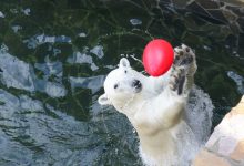 Photo of Дружелюбные обитатели зоопарка