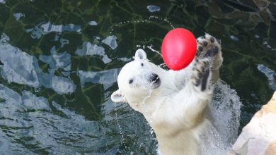 Photo of Дружелюбные обитатели зоопарка