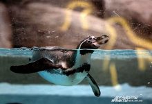 Photo of Радушные обитатели зоопарка