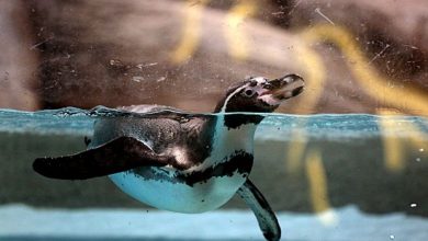 Photo of Радушные обитатели зоопарка